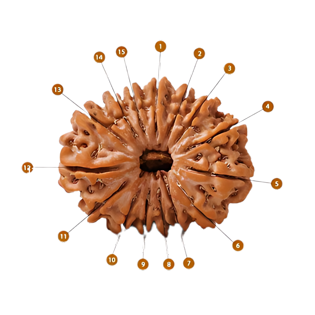 Natural 15 Mukhi Rudraksha (Nepali)