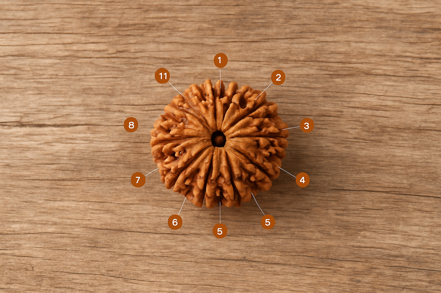 AstroDivine Hanuman Bead (Natural 11 Mukhi Rudraksha)