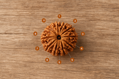 AstroDivine Hanuman Bead (Natural 11 Mukhi Rudraksha)