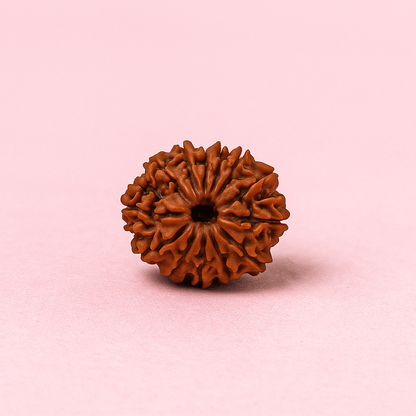 AstroMagnet Indra-Kama Bead (Natural 13 Mukhi Rudraksha)