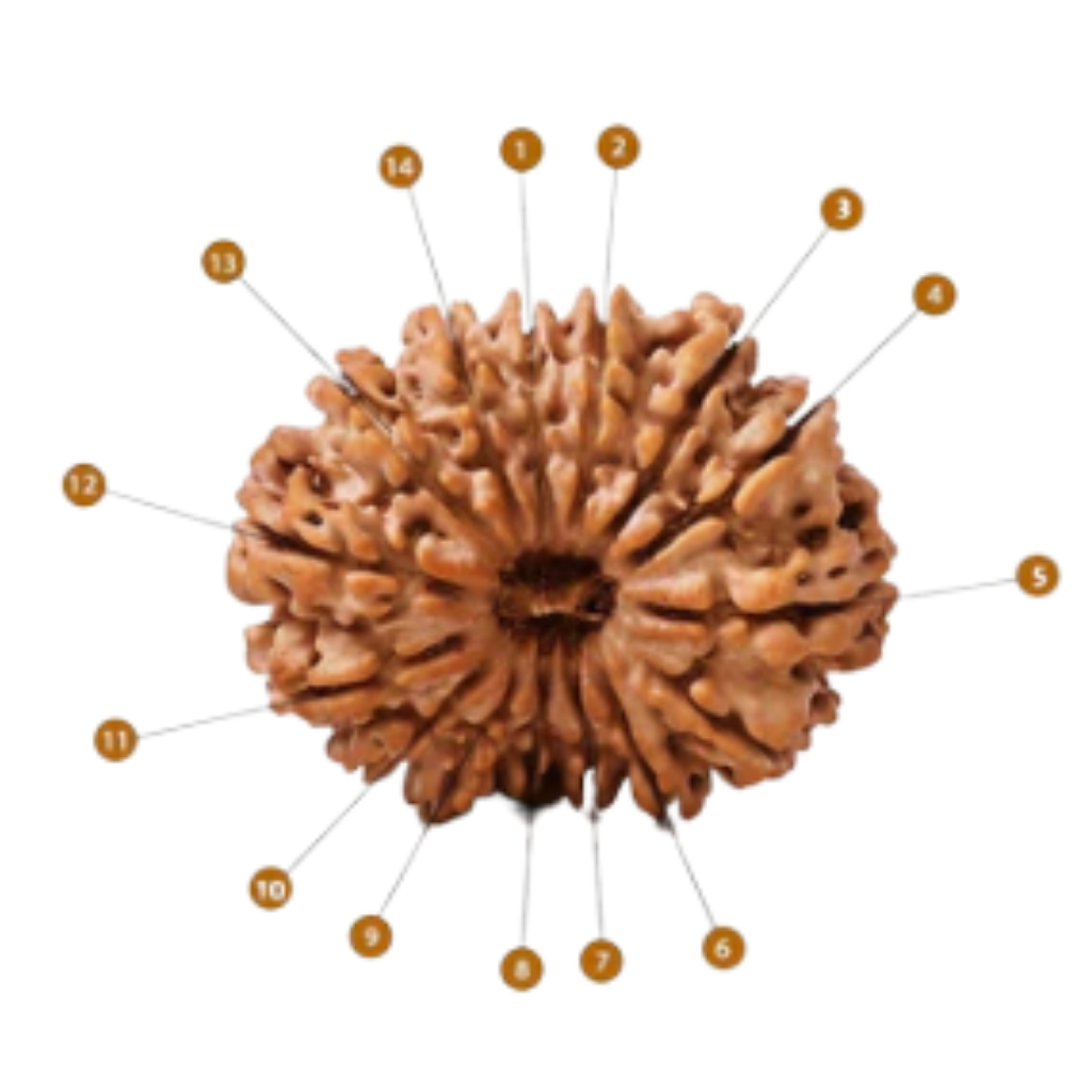 AstroGuardian Divine Jewel (Natural 14 Mukhi Rudraksha)