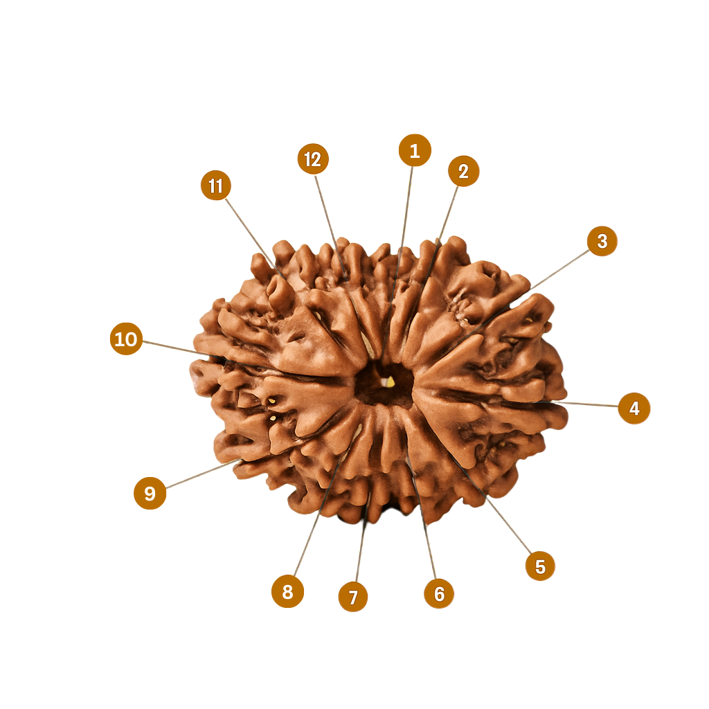 AstroRadiance Surya Bead (Natural 12 Mukhi Rudraksha)