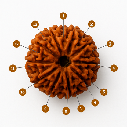 AstroMagnet Indra-Kama Bead (Natural 13 Mukhi Rudraksha)