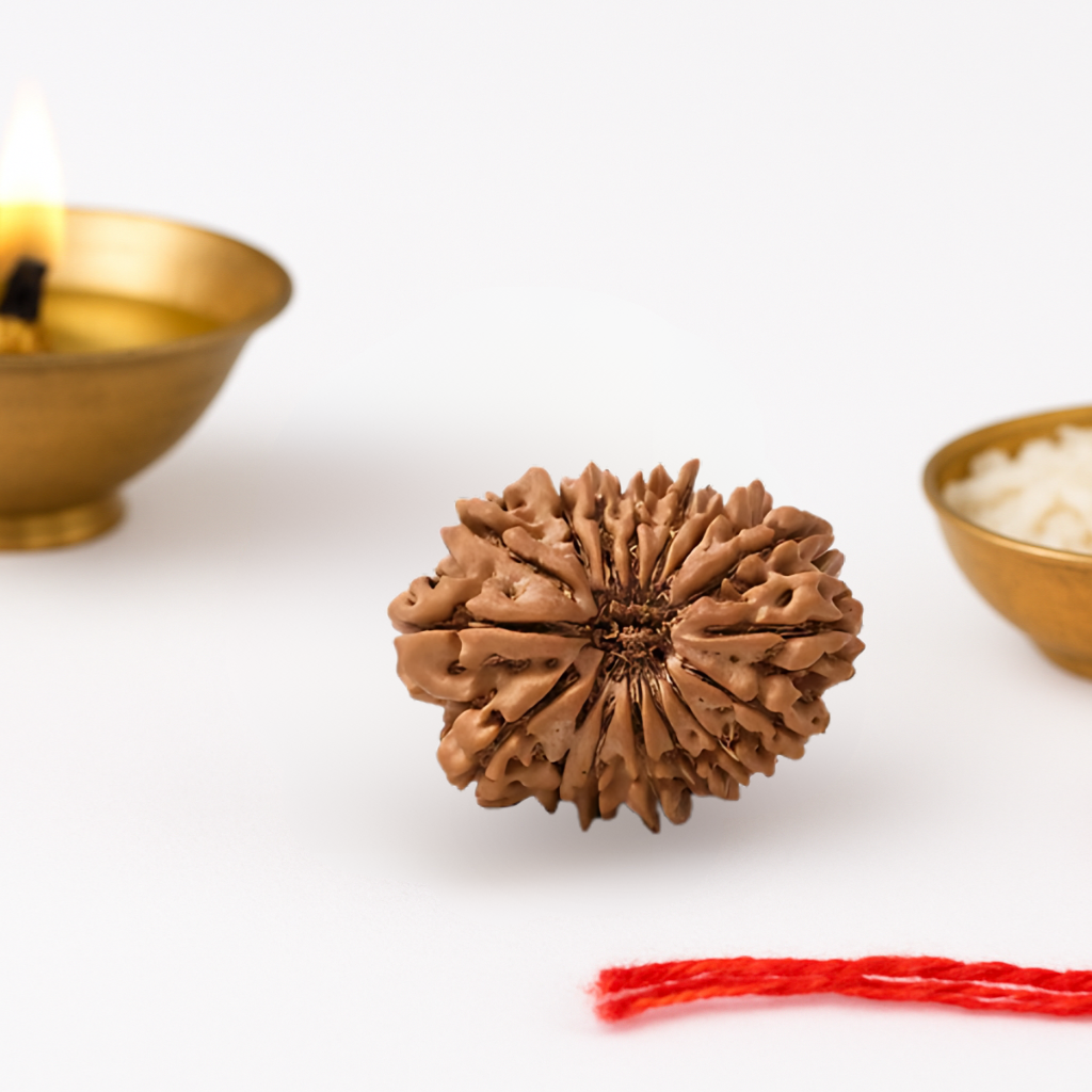 Natural 16 Mukhi Rudraksha (Nepali)