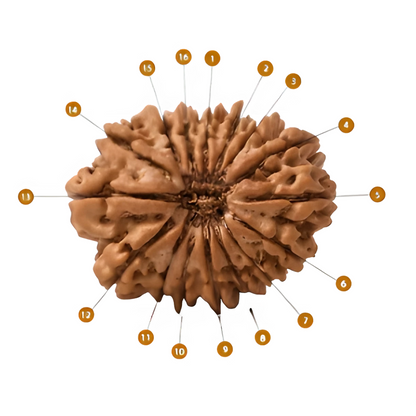 Natural 16 Mukhi Rudraksha (Nepali)