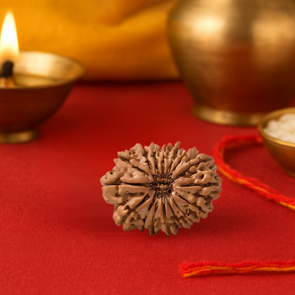 Natural 16 Mukhi Rudraksha (Nepali)