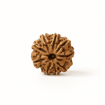 9 Mukhi Rudraksha – Power of Durga, Strength Within