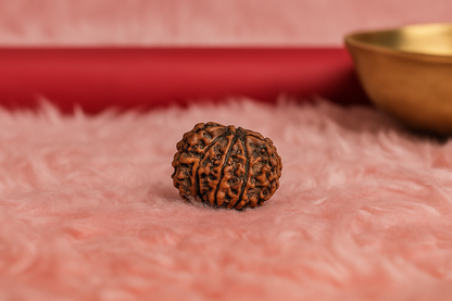 Natural 1 Mukhi Rudraksha Savar (Nepali)