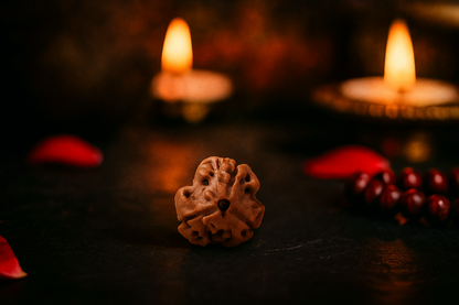 Natural 3 Mukhi Rudraksha (Nepali)