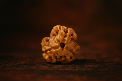 Natural 3 Mukhi Rudraksha (Nepali)