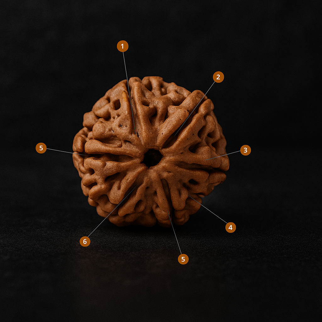 6 Mukhi Rudraksha – Bead of Self-Control & Confidence