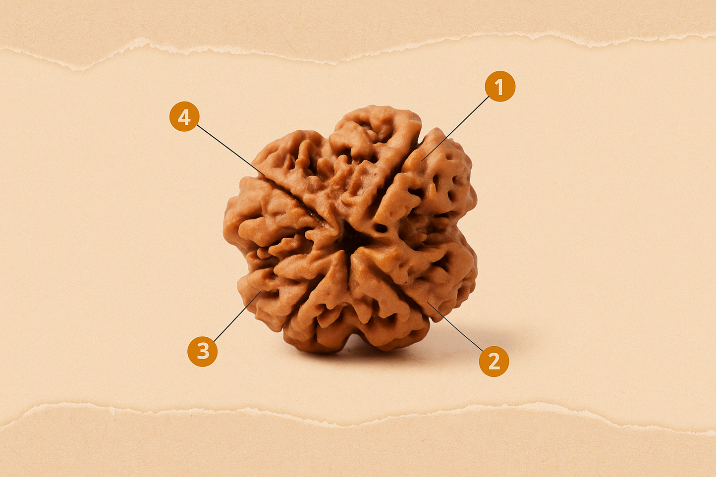 Divine Intellect Rudraksha – Original 4 Mukhi Bead from Nepal