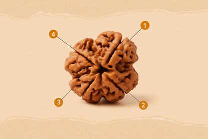 Divine Intellect Rudraksha – Original 4 Mukhi Bead from Nepal