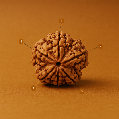 5 Mukhi Rudraksha – Bead of Balance & Spiritual Power