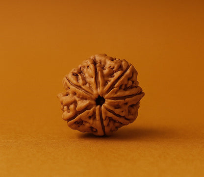 7 Mukhi Rudraksha – Bead of Wealth, Power & Divine Blessings