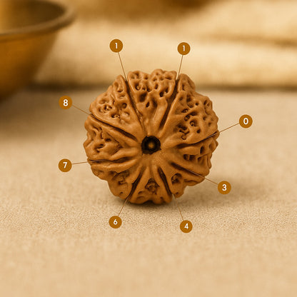 8 Mukhi Rudraksha—Bead of Success, Wisdom