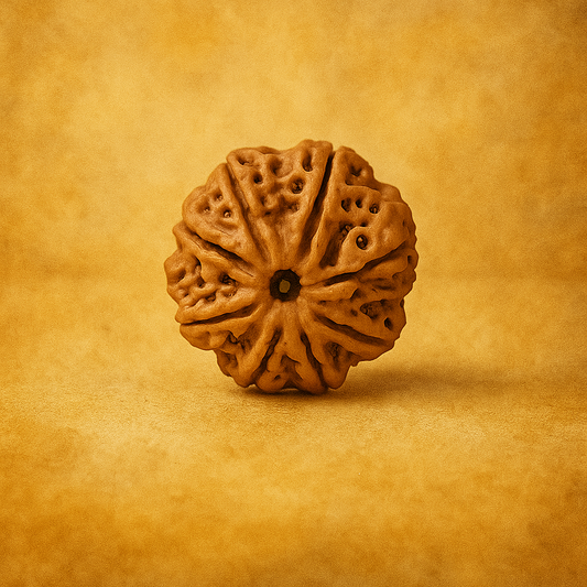 8 Mukhi Rudraksha—Bead of Success, Wisdom
